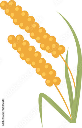Millet Plant Ears
