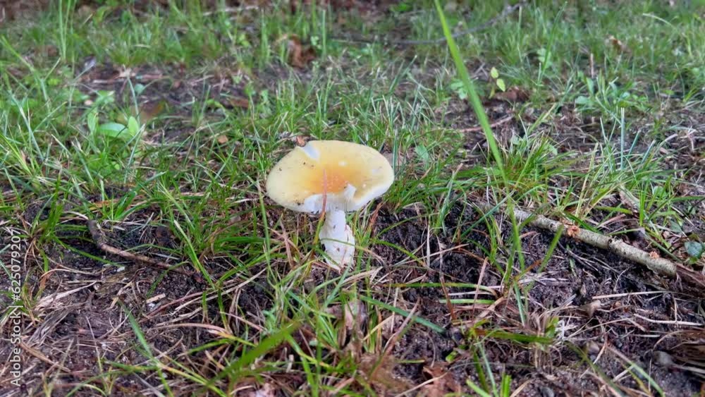 white mushroom in grass after rain white mushroom in grass after rain
