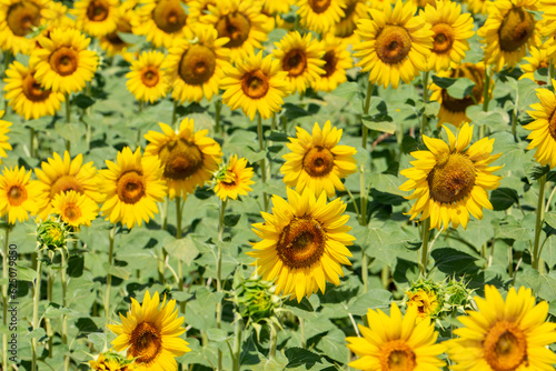 Girasoli in un campo coltivato.