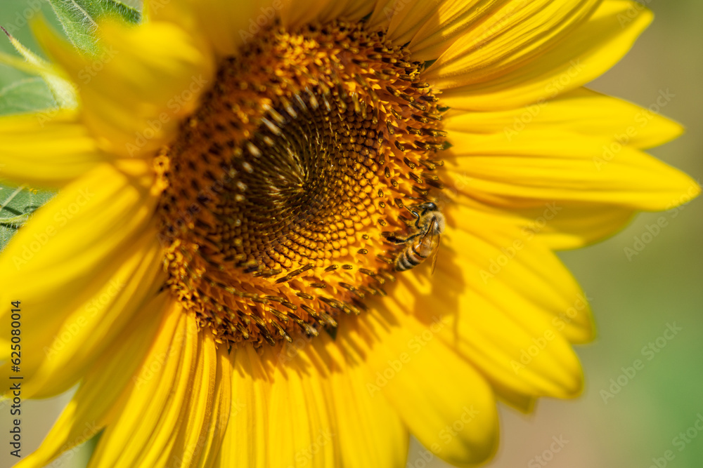 Fiore di girasole con api intente ad impollinare. Fiore di girasole con api intente ad impollinare.