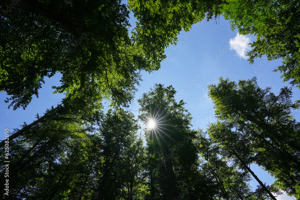 Obraz premium Forests of Romania. Wide angle landscape photo with the amazing green forest from Orastiei Mountains under a clear blue sky and white clouds. Nature of Romania.