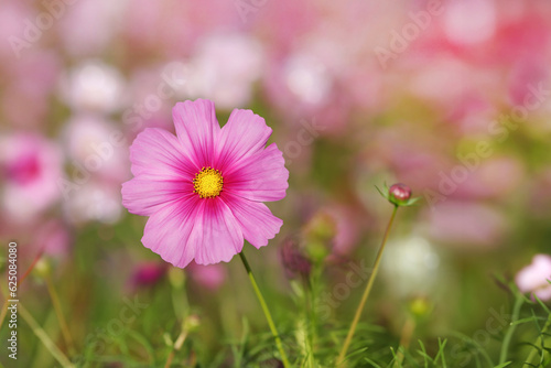 Beautiful Cosmos Flower blur background
