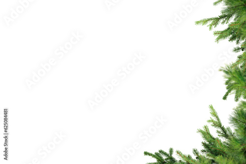 Spruce pine branches isolated on transparent background. Christmas tree twig clipar clip art. Green branch isolated png