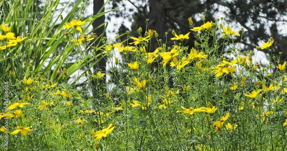 Coreopsis verticillata |  Coréopsis verticillé ' Zagreb' ou Coréopsis à feuilles en aiguilles à floraison jaune lumineux sur hautes tiges grêle au feuillage lacinié vert sombre
