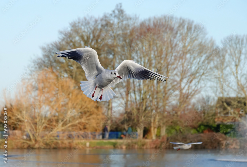 A black-headed gull hovering in the air above a lake in a park. A black-headed gull hovering in the air above a lake in a park.