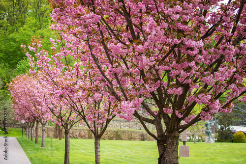 Sakura Cherry blossoming alley. Wonderful scenic park with rows of blooming sakura trees in spring. Pink flowers