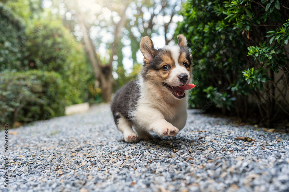Cute Corgi Pembroke Puppy running in garden and sticking tongue out.