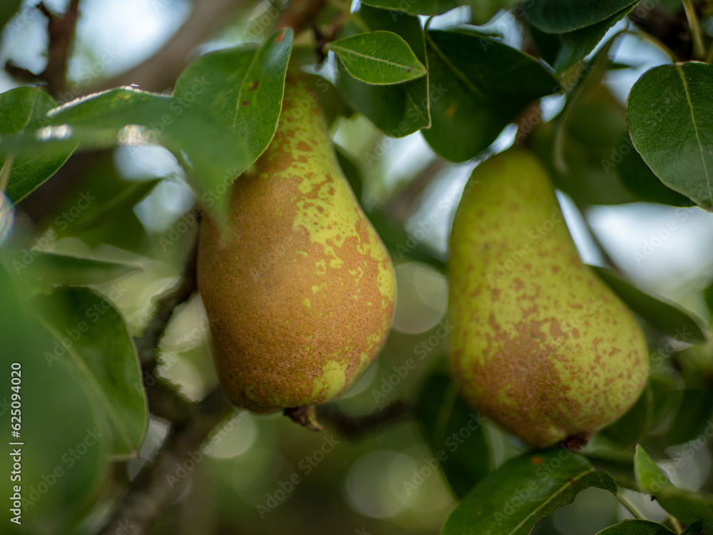 Radiant Sunlit Harvest: A captivating image showcasing ripe pears gracefully hanging from a tree, bathed in the warm glow of the sun's rays Radiant Sunlit Harvest: A captivating image showcasing ripe pears gracefully hanging from a tree, bathed in the warm glow of the sun's rays
