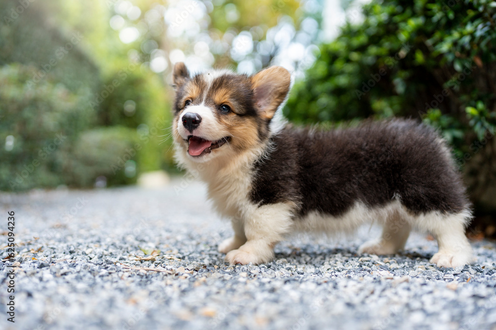 Pembroke welsh corgi puppy sniffing around in the garden. Pembroke welsh corgi puppy sniffing around in the garden.