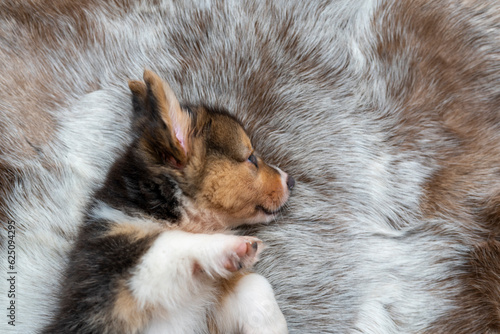 Cute Corgi Pembroke puppy lying belly up looking away. © tienuskin