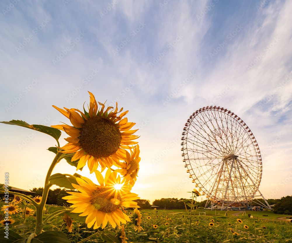 夏の夕景、葛西臨海公園_向日葵と観覧車