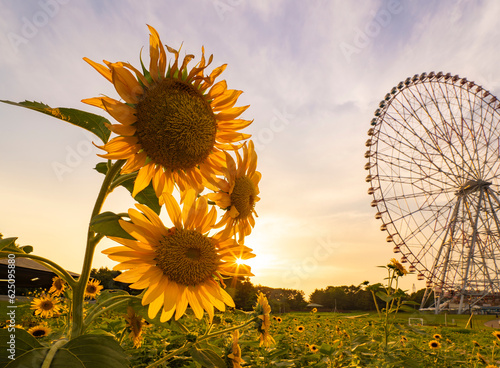 Obraz na płótnie 夏の夕景、葛西臨海公園_向日葵と観覧車 w salonie