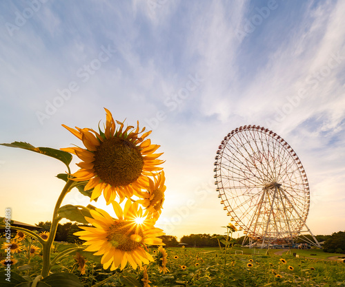 Obraz na płótnie 夏の夕景、葛西臨海公園_向日葵と観覧車 w salonie
