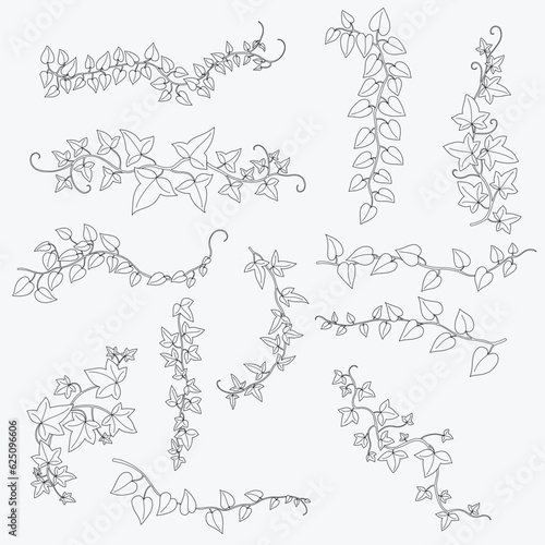 Floral ivy drawing decorative ornament flat design collection.