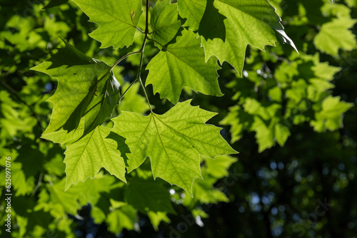 Green leaves of a tree against the sky.