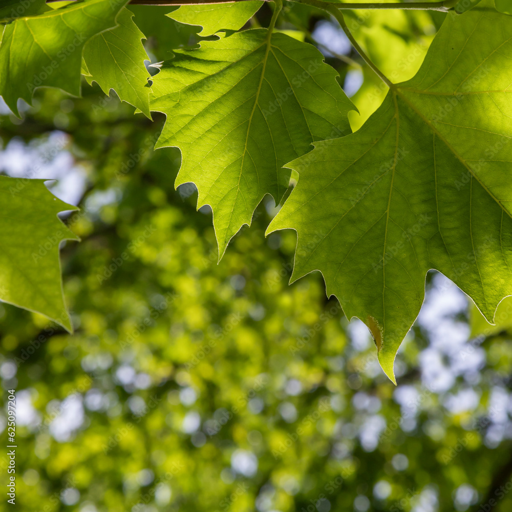Green leaves of a tree against the sky. Green leaves of a tree against the sky.