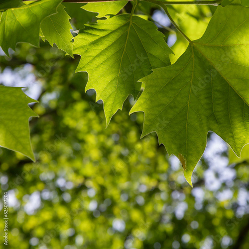 Green leaves of a tree against the sky.