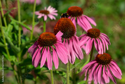 Autumn flowers echinacea. Purple coneflower on a background of green leaves.
