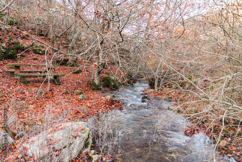 Tranquil river meandering through bare-branched trees and a carpet of rustling brown leaves, embraced by the essence of autumn's beauty