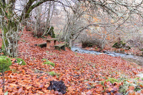 The forest floor, a lush brown carpet of autumn leaves, creating a picturesque leafy tapestry under the bare trees