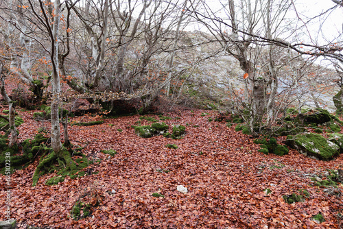 Experience the magic of Faedo de Ciñera, where brown leaves carpet the ground in an autumn symphony