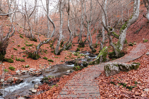 Walk alongside the river in Faedo de Ciñera, where brown leaves carpet the wooden path, a stunning autumn scene photo