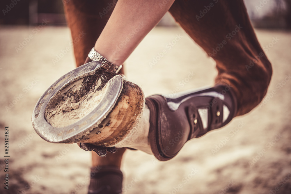 Checking the hooves and horseshoes of a horse. The correct appearance