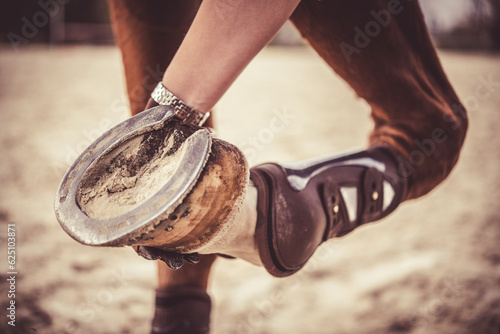 Checking the hooves and horseshoes of a horse. The correct appearance of the hoof and the horse. A healthy hoof. Equestrian theme.