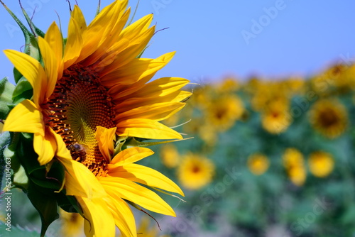 Crazy, dreamlike Sunflowers from Italy