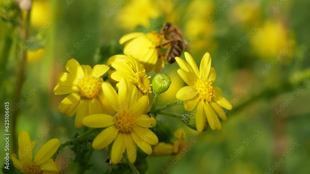 A bee collects nectar on a yellow flower on a sunny summer day. Natural pollination of flowers in the meadow. Useful insects work in agriculture. A bee collects nectar on a yellow flower on a sunny summer day. Natural pollination of flowers in the meadow. Useful insects work in agriculture.