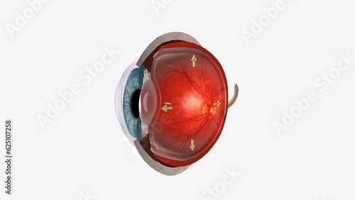 The eye is made up of three coats, which enclose the optically clear aqueous humour, lens, and vitreous body