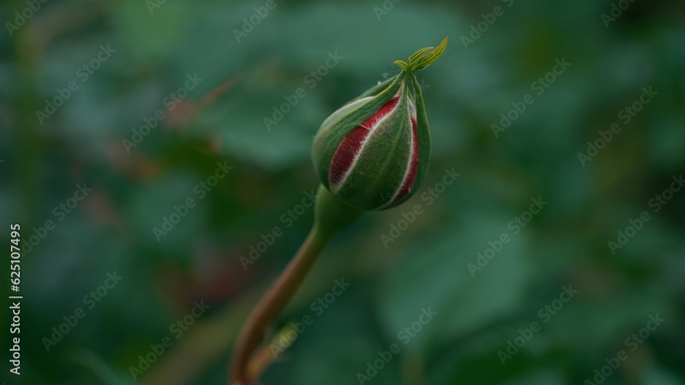 Unopened red rose bud. Insect pests on the bud. Floriculture, growing