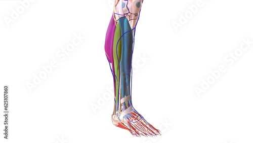 Anatomy Overview of Compartment Syndrome