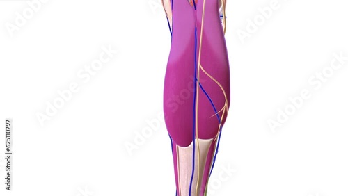 Anatomy Overview of Compartment Syndrome