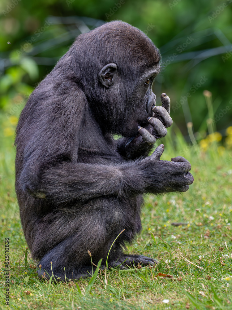 Naklejka premium Gorilla