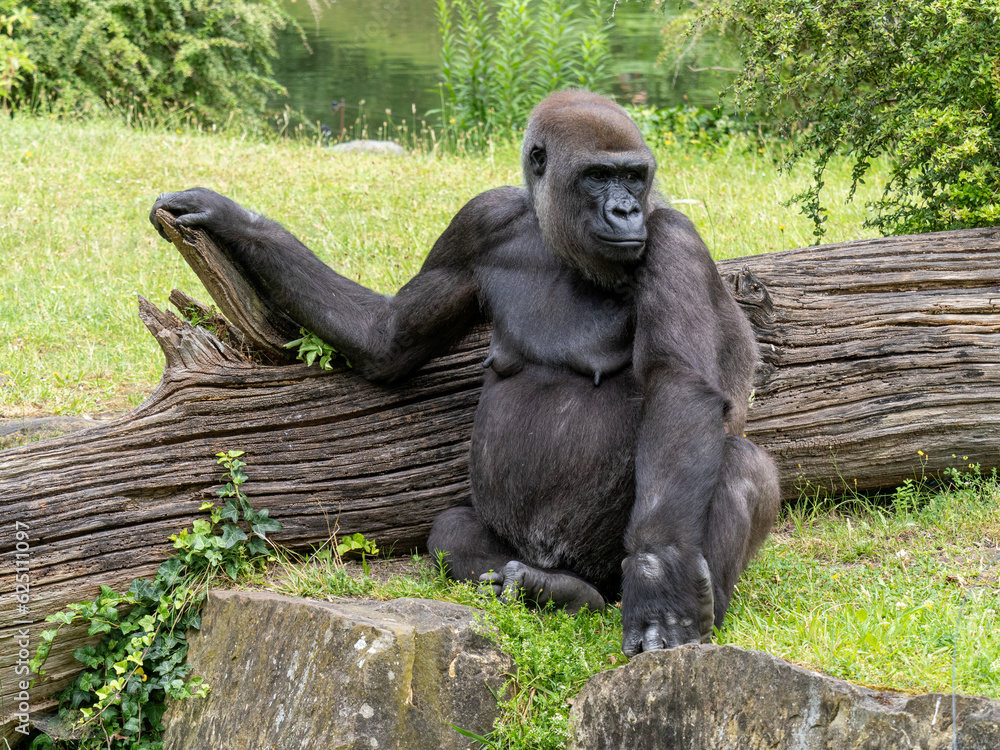 Naklejka premium Gorilla