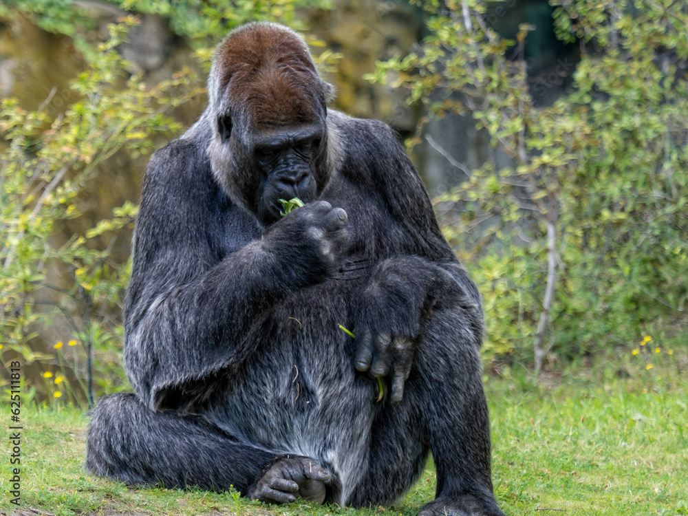 Fototapeta premium Gorilla