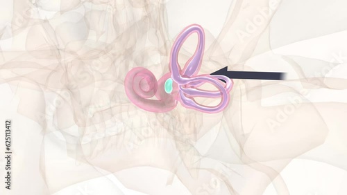 Movement perception, process through which humans and other animals orient themselves to their own or others' physical movements