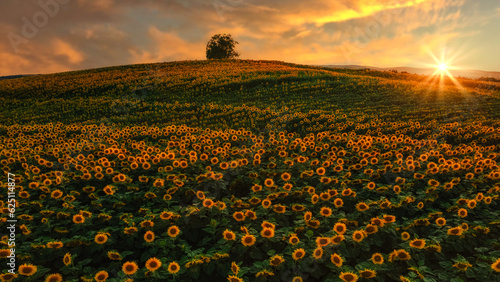 Obraz na płótnie A beautiful sunflower field at sunset.