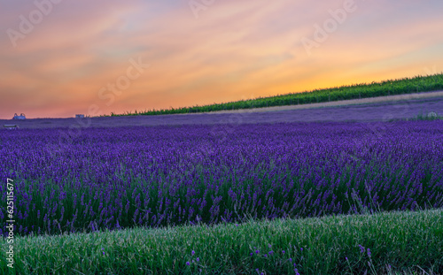 A beautiful field of blooming lavender. Sunset at a lavender field.