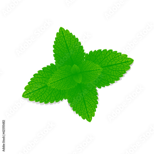 Fresh leaves of melissa officinalis on a white background.