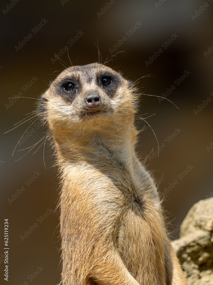 Erdmännchen Erdmännchen