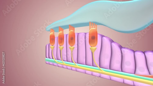 Hair cells, the primary sensory cells in the inner ear, transmit mechanical impulses evoked by sound and head movements to the brain.