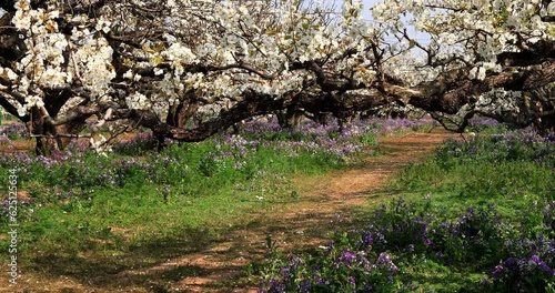 Dangshan County pear is famous in China. Most of the pear trees in this 10,000 mu pear garden are hundreds of years old, and the old pear trees are dry, their skin is like ink. In March spring, sudden photo