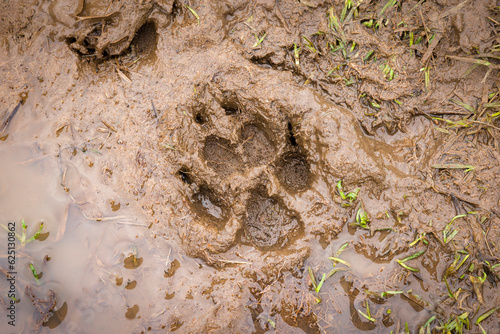 Dog paw print in mud