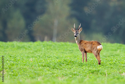 Buck deer in the wild 