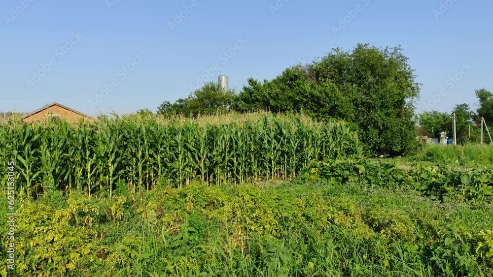 Vegetable garden and cornfield in the countryside on a sunny summer day Vegetable garden and cornfield in the countryside on a sunny summer day