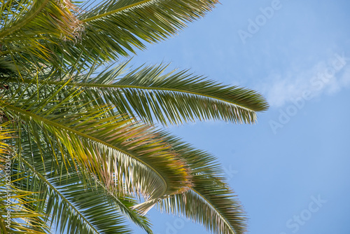 Leaves of a palm tree with a blue sky in the background