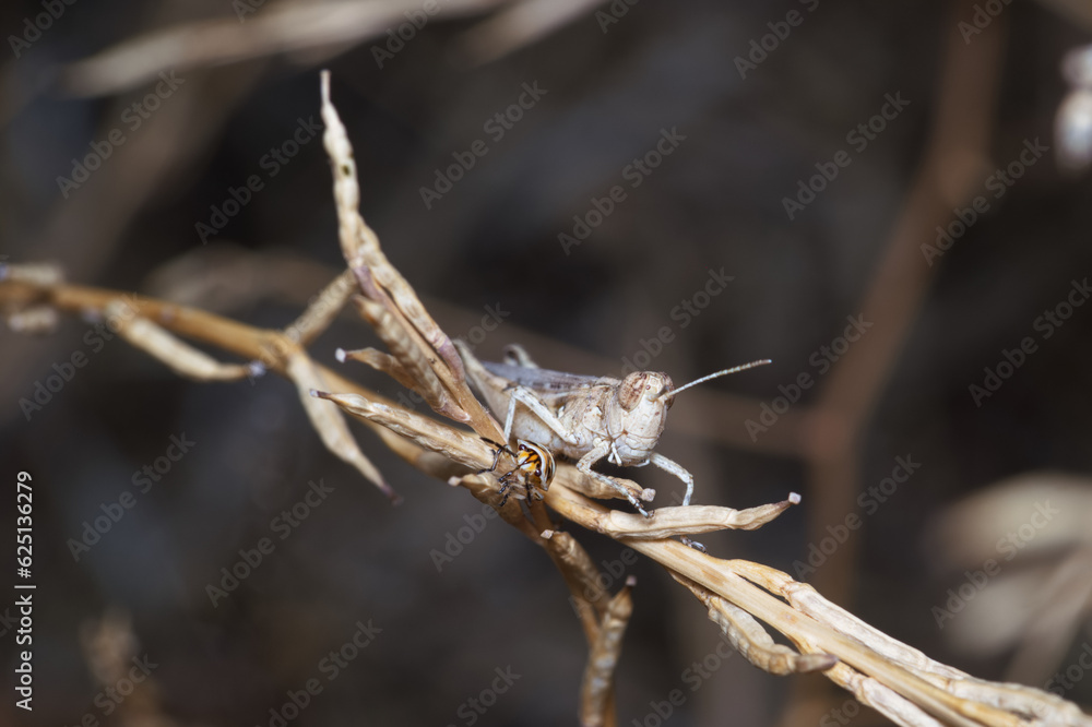 owad entomologia makro zbliżenie przyrody zwierzęcy szczegóły przyrodzie wild na zewnątrz lato owad entomologia makro zbliżenie przyrody zwierzęcy szczegóły przyrodzie wild na zewnątrz lato