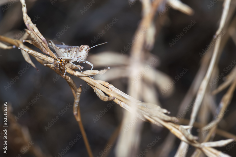 owad entomologia makro zbliżenie przyrody zwierzęcy szczegóły przyrodzie wild na zewnątrz lato owad entomologia makro zbliżenie przyrody zwierzęcy szczegóły przyrodzie wild na zewnątrz lato